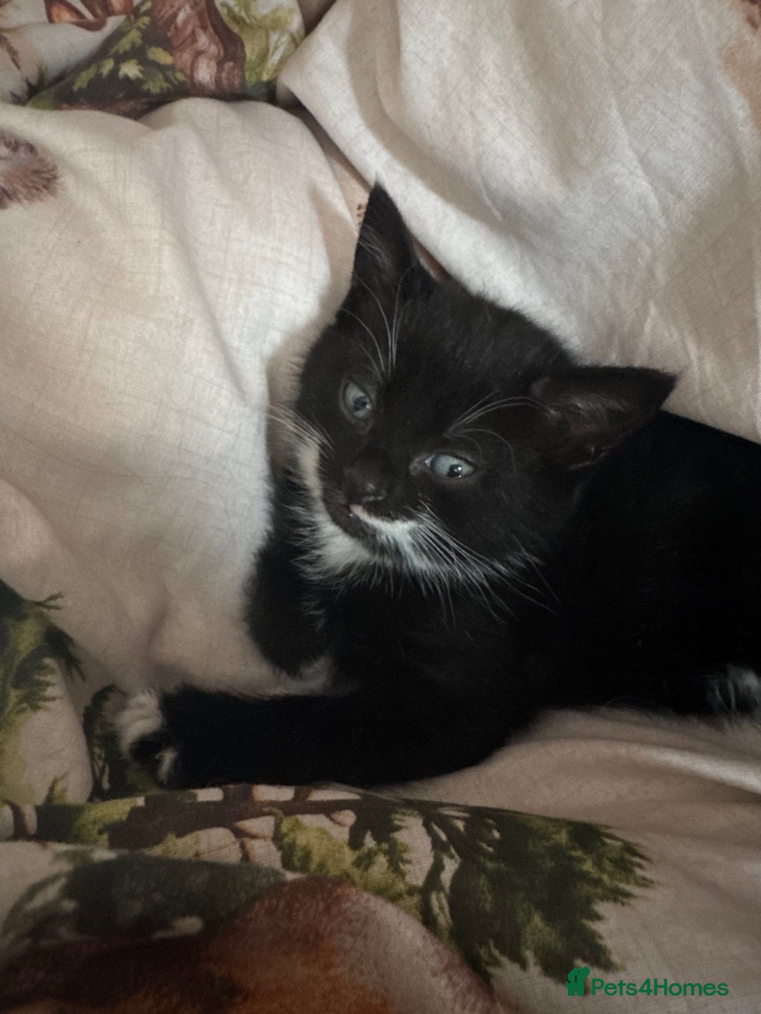 Mixed Breed cats for sale: Female kittens for sale - Image 4