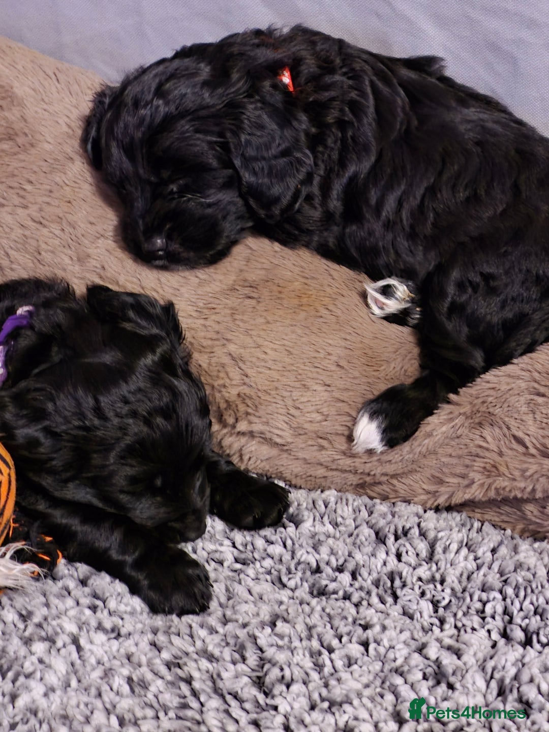 Mixed Breed dogs for sale: Last girl left. Ready to leave now 🥰 - Advert 26