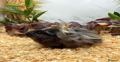 Guinea Pig rodents - Advert 4