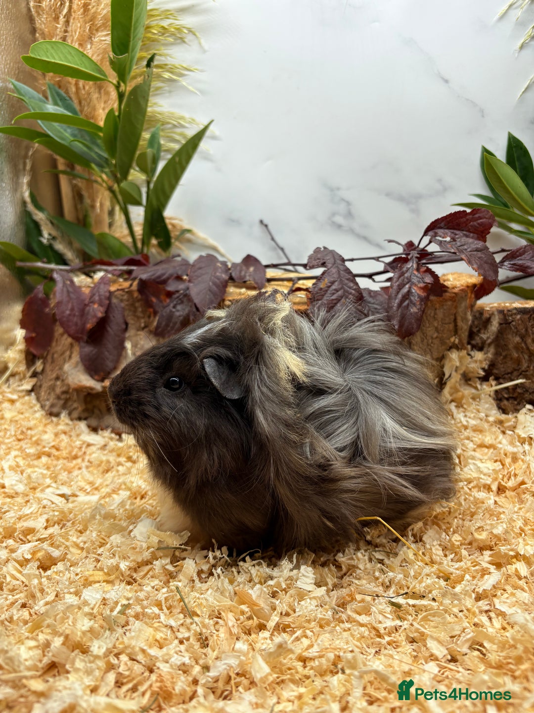 Guinea Pig rodents for sale: 🏡🐹 Multiple pretty Boys available 🐹🏡 - Image 3