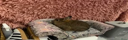Netherland Dwarf rabbits for sale: Netherland boy rabbit for sale - Advert 4