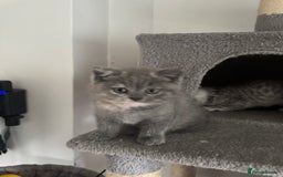 British Shorthair cats for sale: British Shorthair-Blue cream/silver tabby kittens  - Image 10