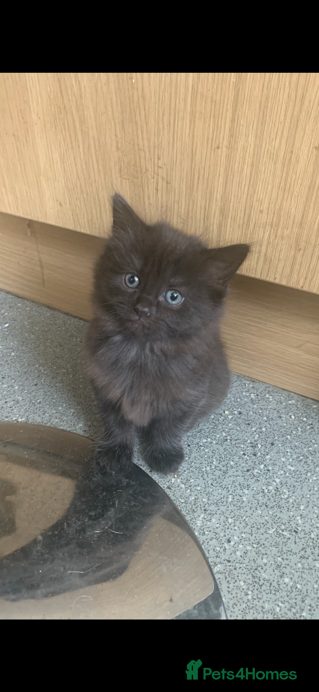 Maine Coon cats for sale: Gray Kittens  - Advert 3