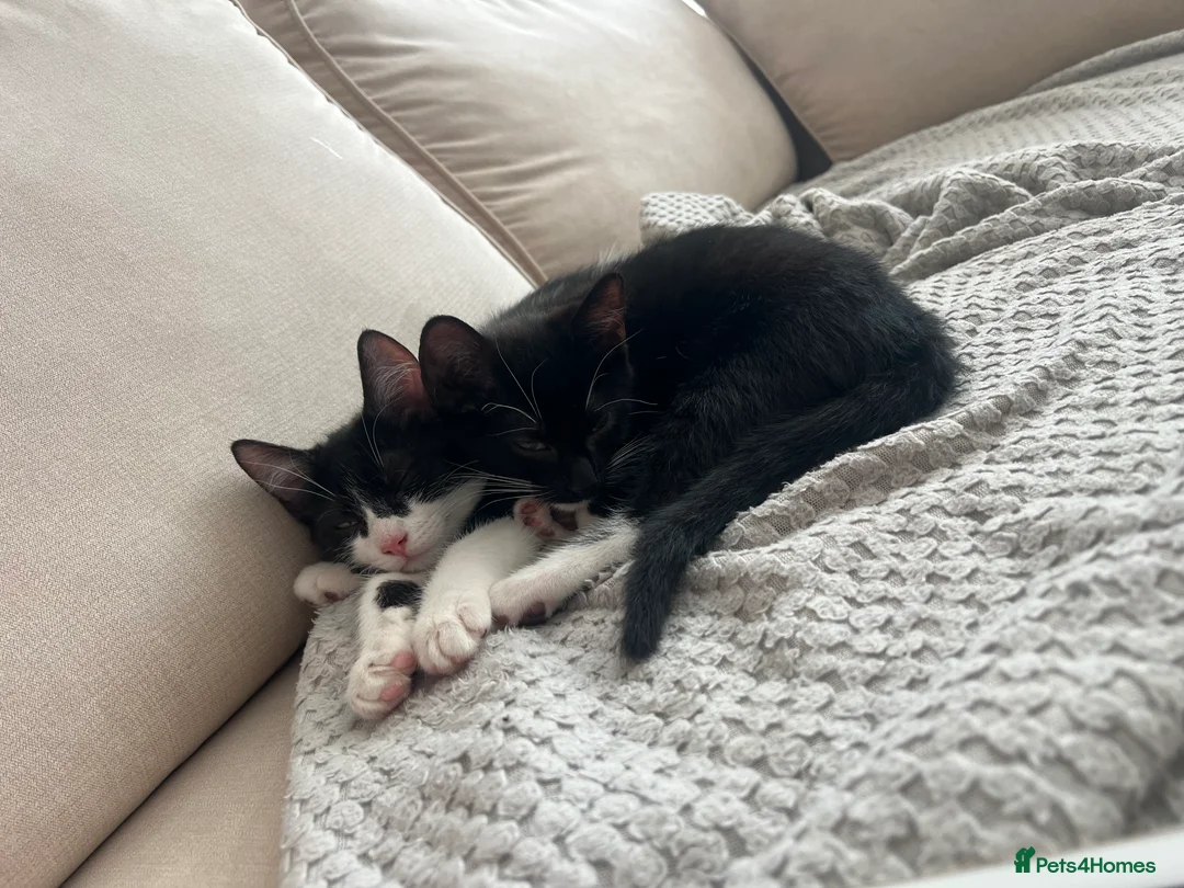 British Shorthair cats for sale: tom and jerry in Newbury - Advert 3
