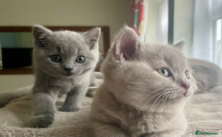 British Shorthair cats - Advert 11
