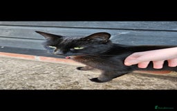 Mixed Breed cats for sale: Stunning Black Male Cat - Image 2