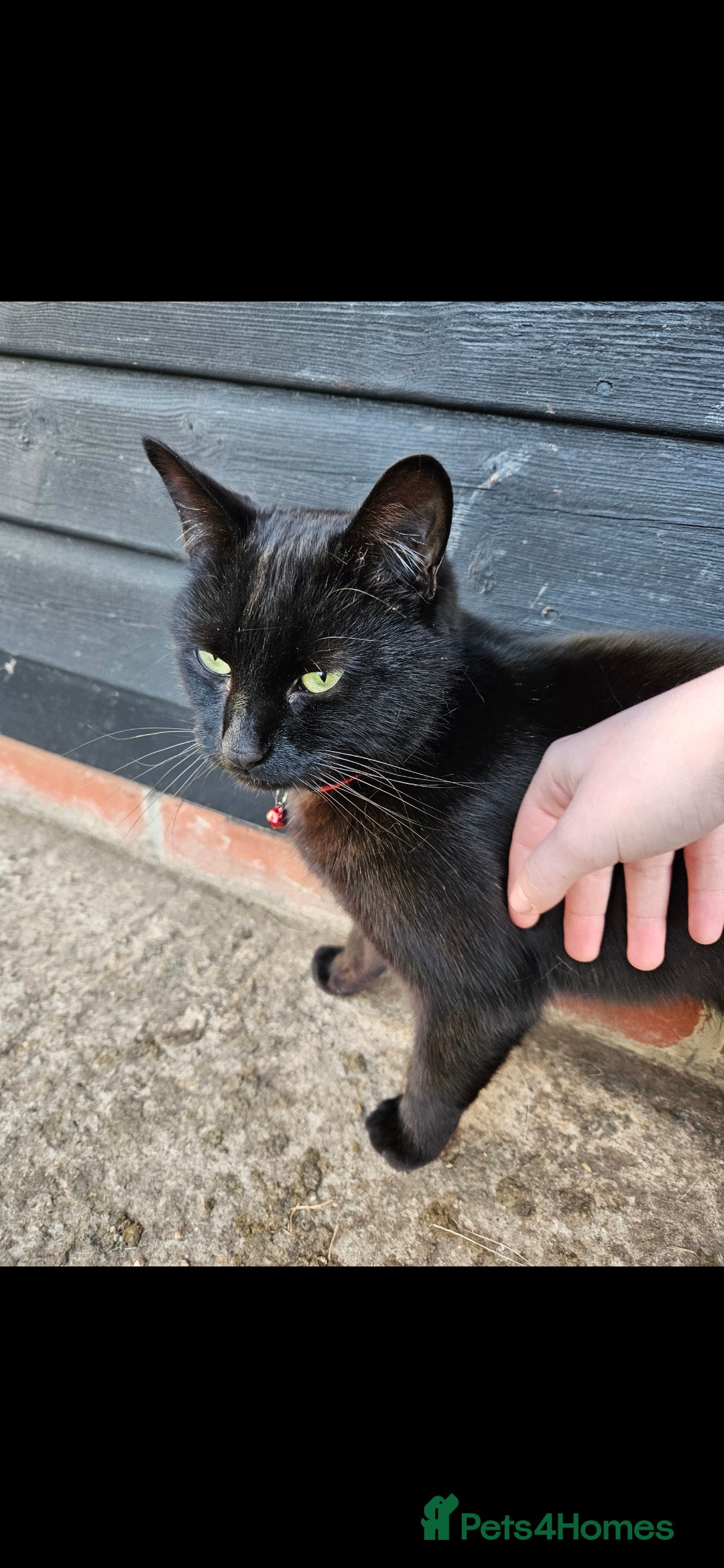 Mixed Breed cats for sale: Stunning Black Male Cat - Image 2