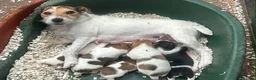 Jack Russell dogs for sale: Fantastic litter of Jack Russell  - Advert 4