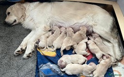 Golden Retriever dogs for sale: Beautiful KC Golden Retriever Babies  - Image 14