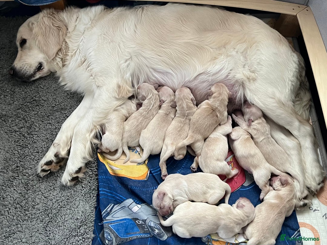 Golden Retriever dogs for sale: Beautiful KC Golden Retriever Babies  - Image 14