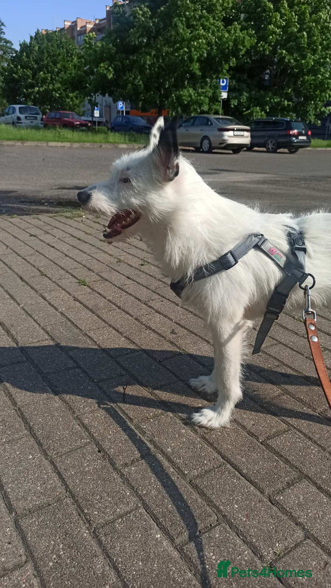 Mixed Breed dogs for adoption: 💖🐶 ATHENA 🐶💖 - Image 18