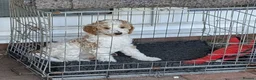 Goldendoodle dogs for sale: 🐾 Beautiful Standard Goldendoodle Puppies 🐾 - Advert 14