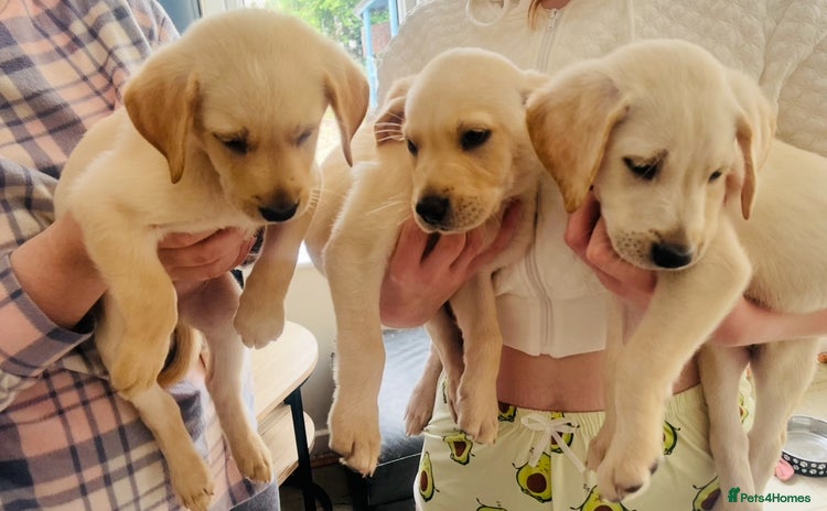 Labrador Retriever dogs - Advert 14