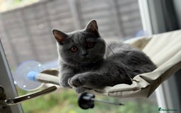 Scottish Fold cats for sale: Scottish fold - Image 8