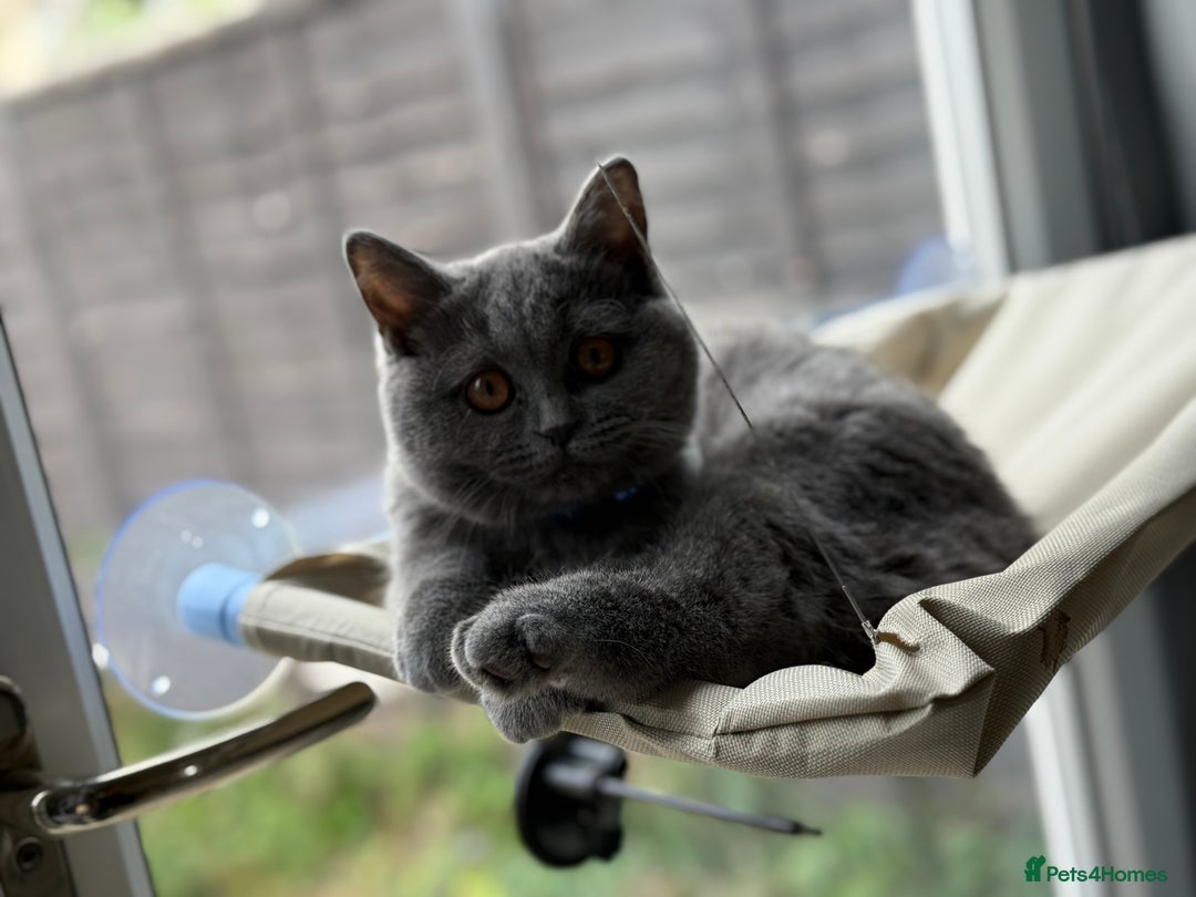 Scottish Fold cats for sale: Scottish fold - Image 8