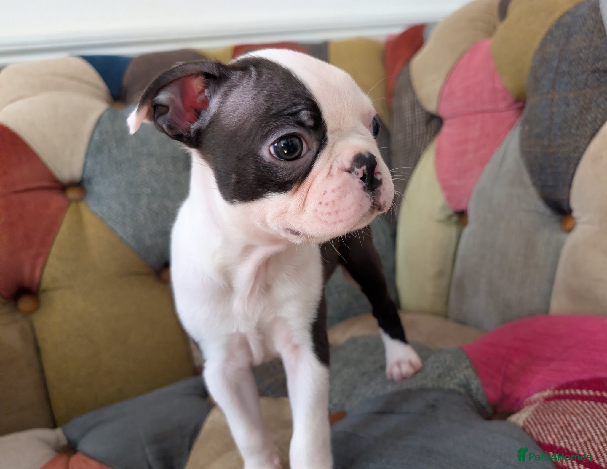 Boston Terrier dogs 1 BOY LEFT: Adorable KC Boston Puppies  - Advert 1