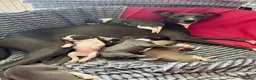 Whippet dogs for sale: Whippet KC pregnancy confirmed - Advert 2