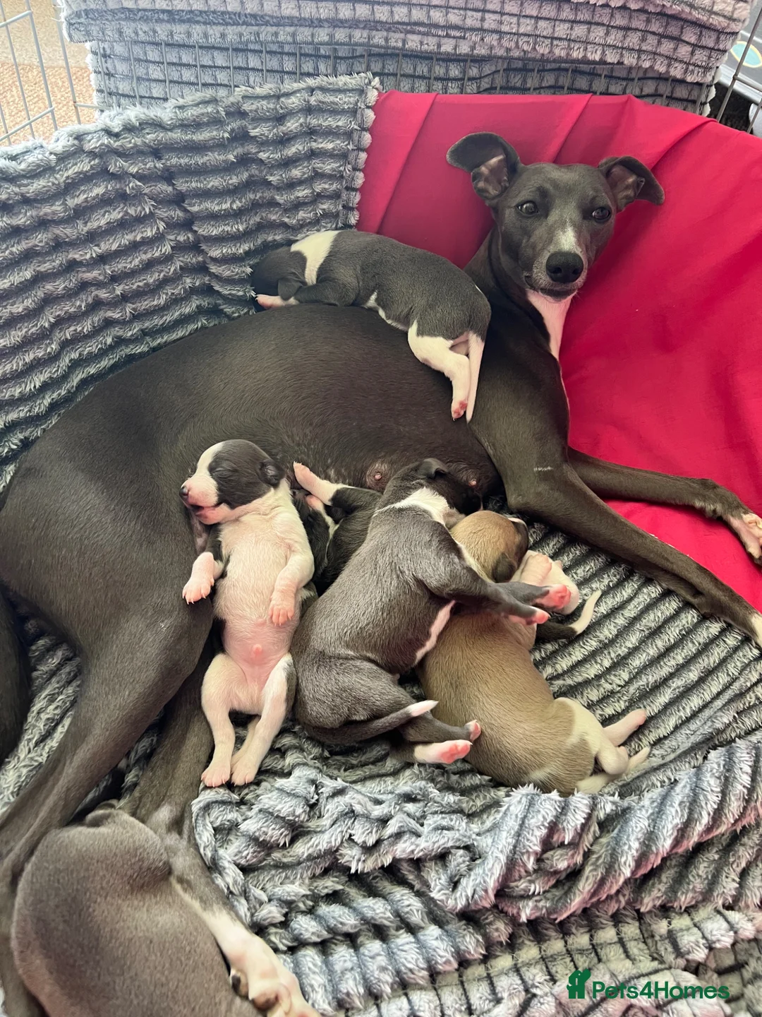 Whippet dogs for sale: Whippet KC pregnancy confirmed - Advert 2