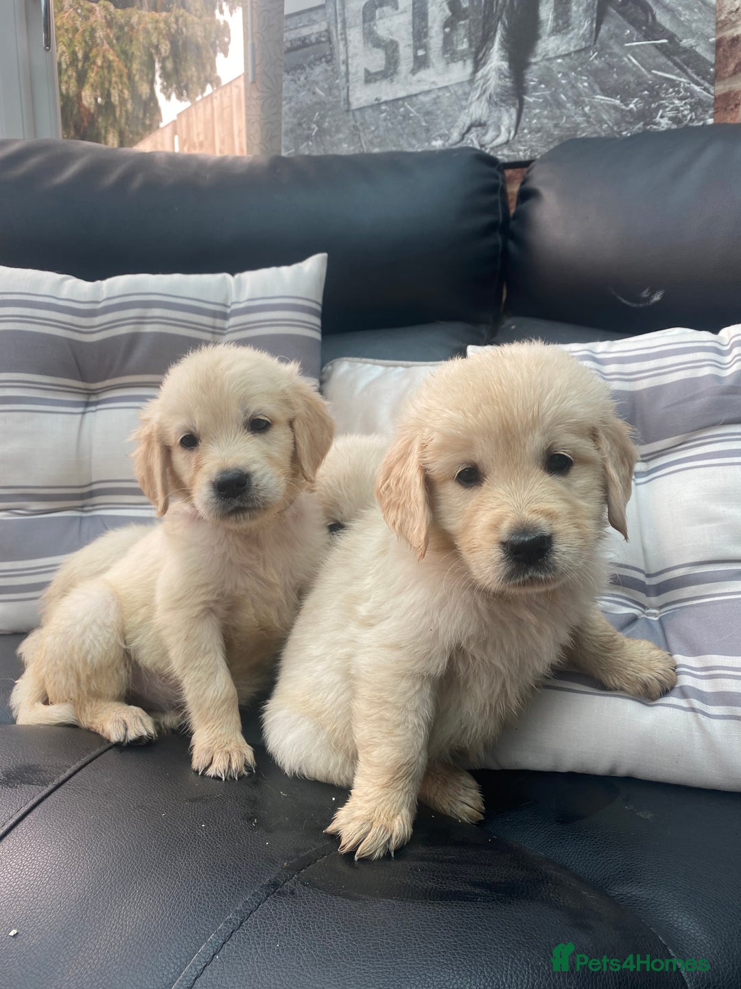 Golden Retriever dogs for sale: KC REGISTERED ®️ GOLDEN RETRIEVER PUPPIES 🐶 ❤️ - Image 32