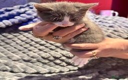 British Shorthair cats for sale: British shorthair x kittens - Image 4