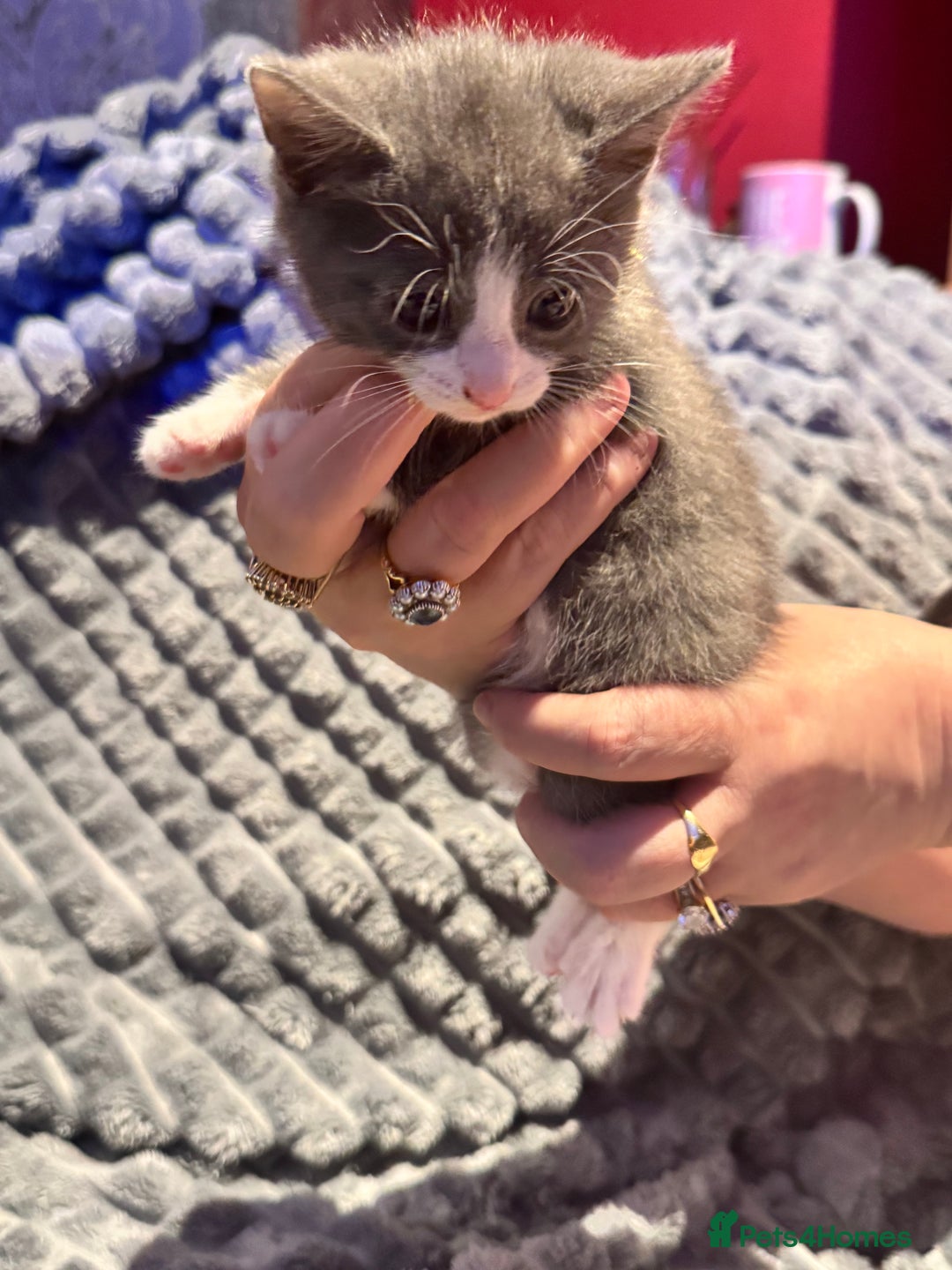 British Shorthair cats for sale: British shorthair x kittens - Image 4