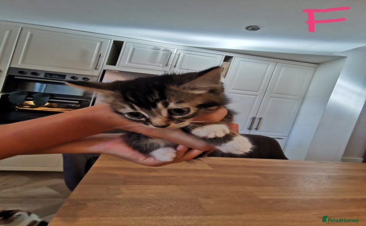Mixed Breed cats - Advert 8