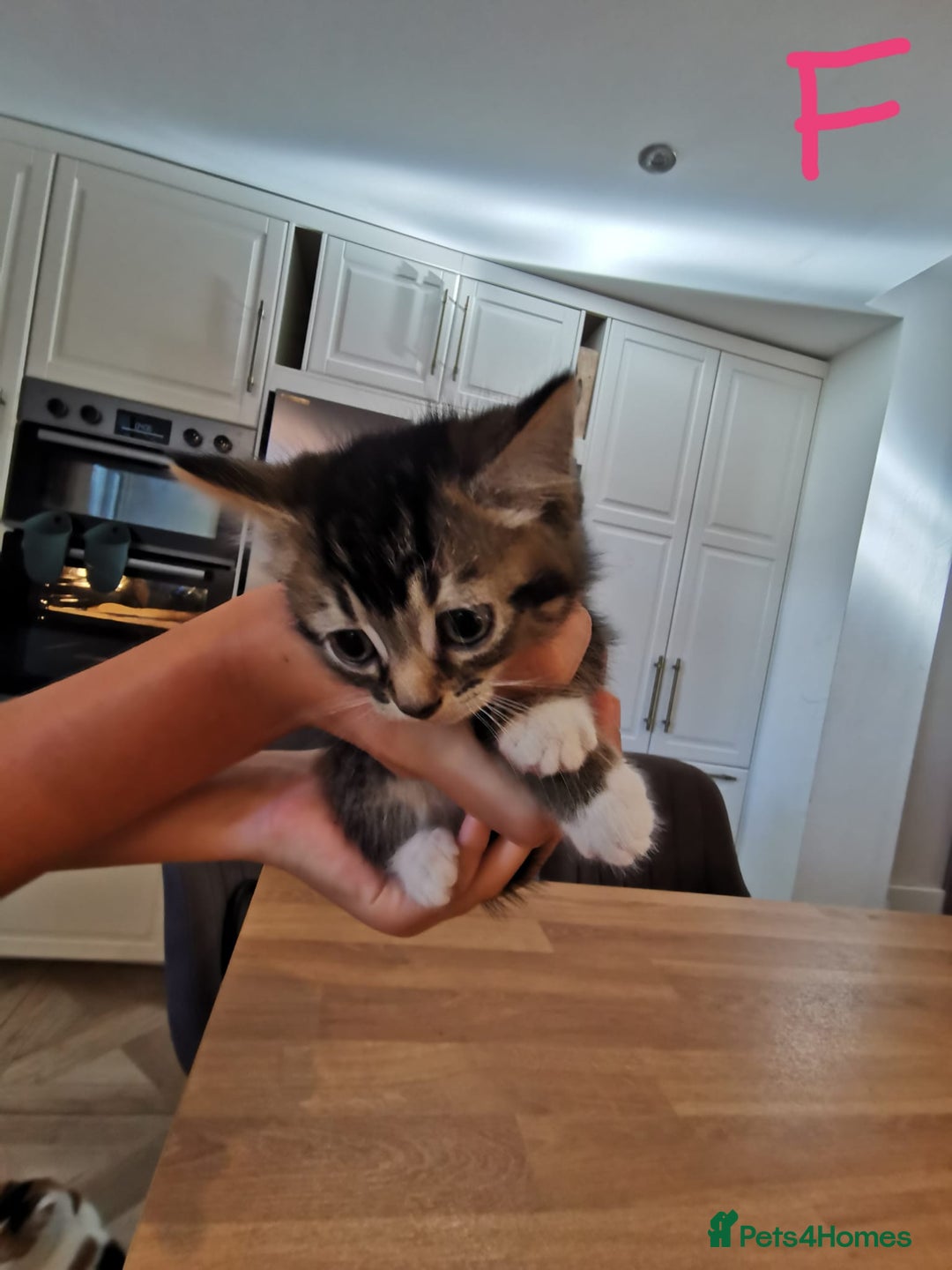 Mixed Breed cats for sale: Beautiful kittens ready now - Image 13