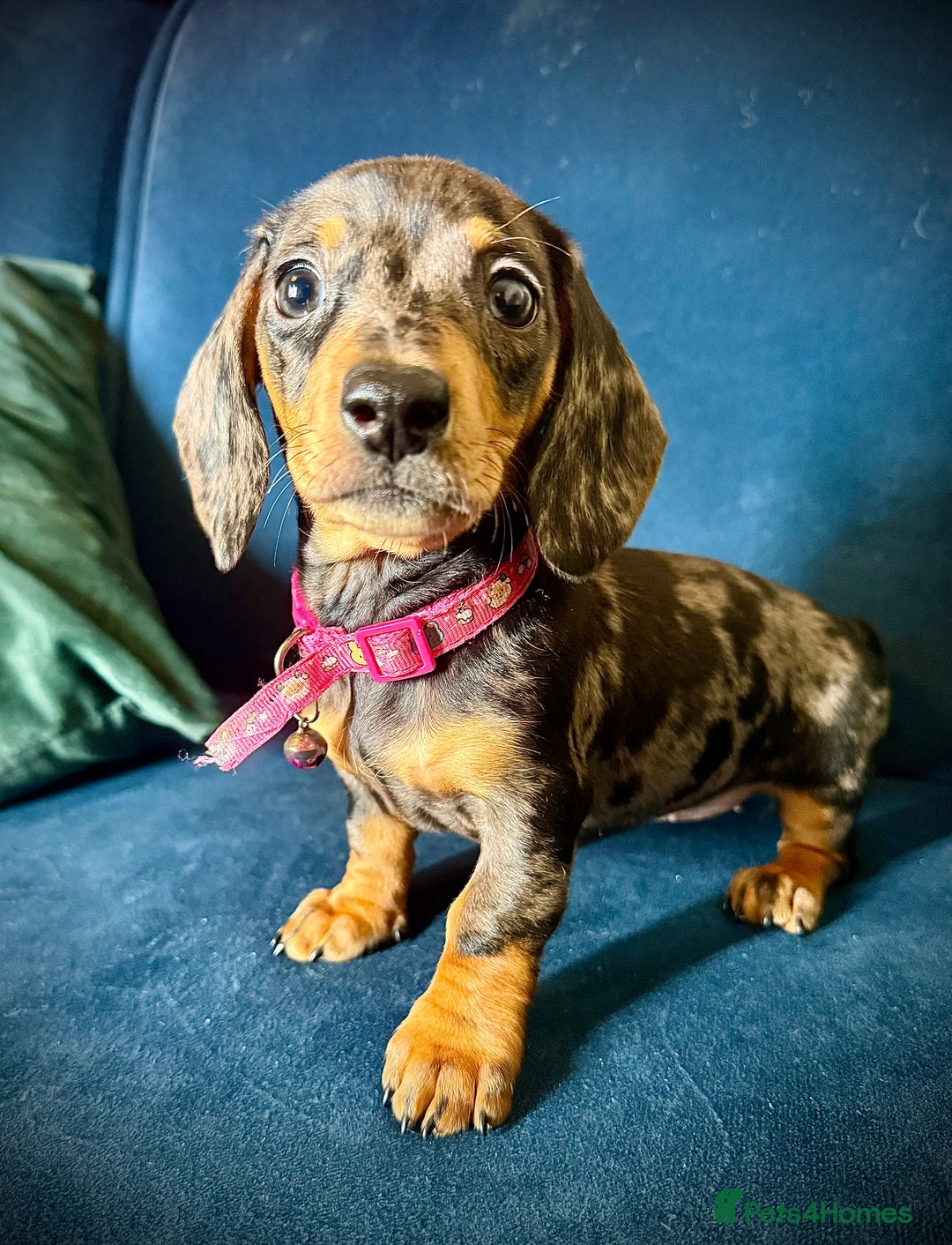 Miniature Dachshund dogs for sale: KC registered miniature Dachshund puppies  - Advert 11