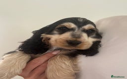 Cocker Spaniel dogs for sale: Last 2 boys fully vaccinated health checked  - Image 2