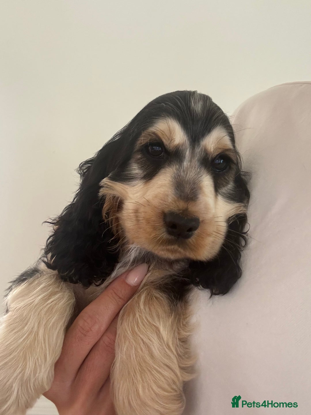 Cocker Spaniel dogs for sale: Last 2 boys fully vaccinated health checked  - Image 2