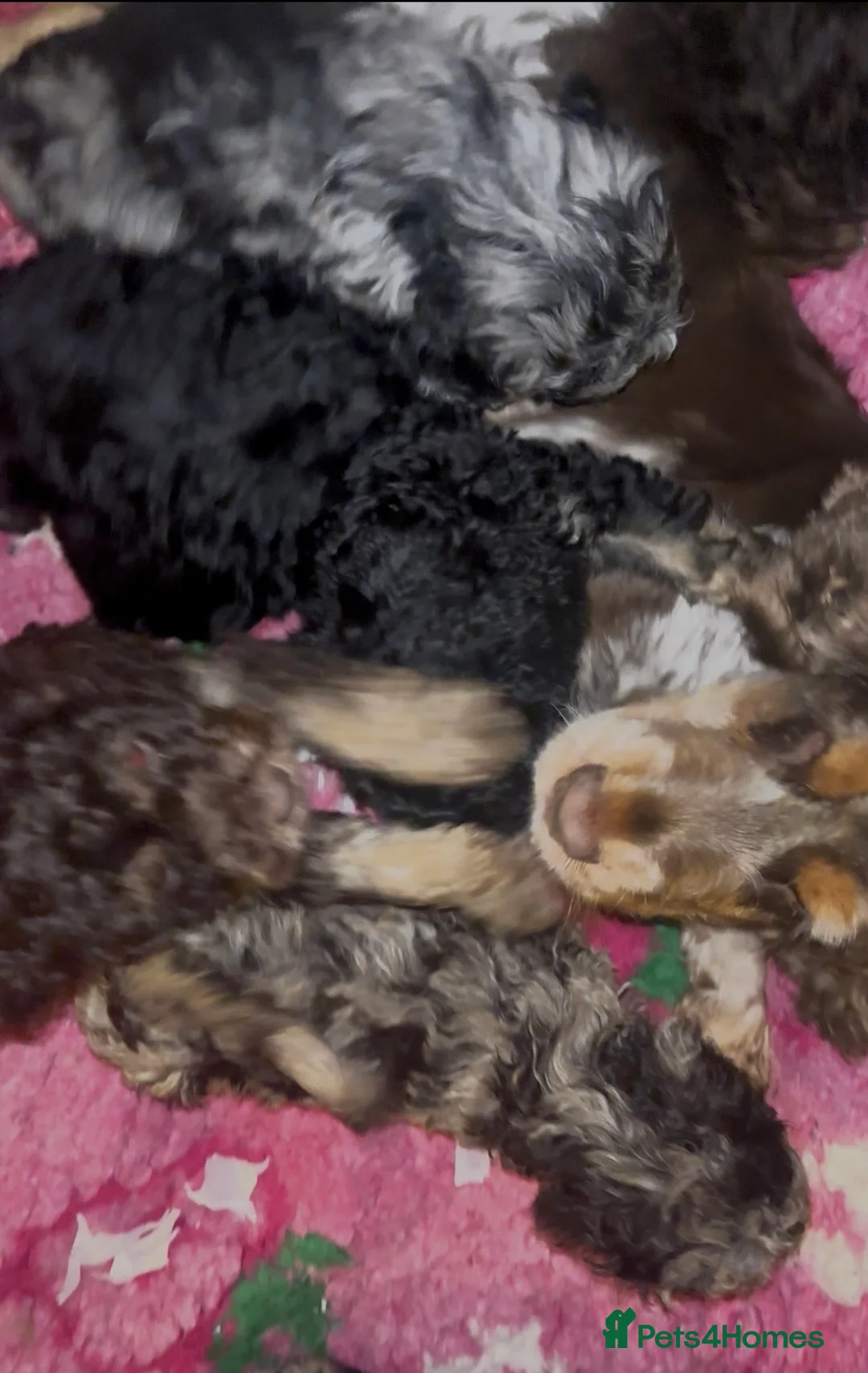 Cockapoo dogs for sale: Cute Miniature Cockapoo Babies - Advert 38