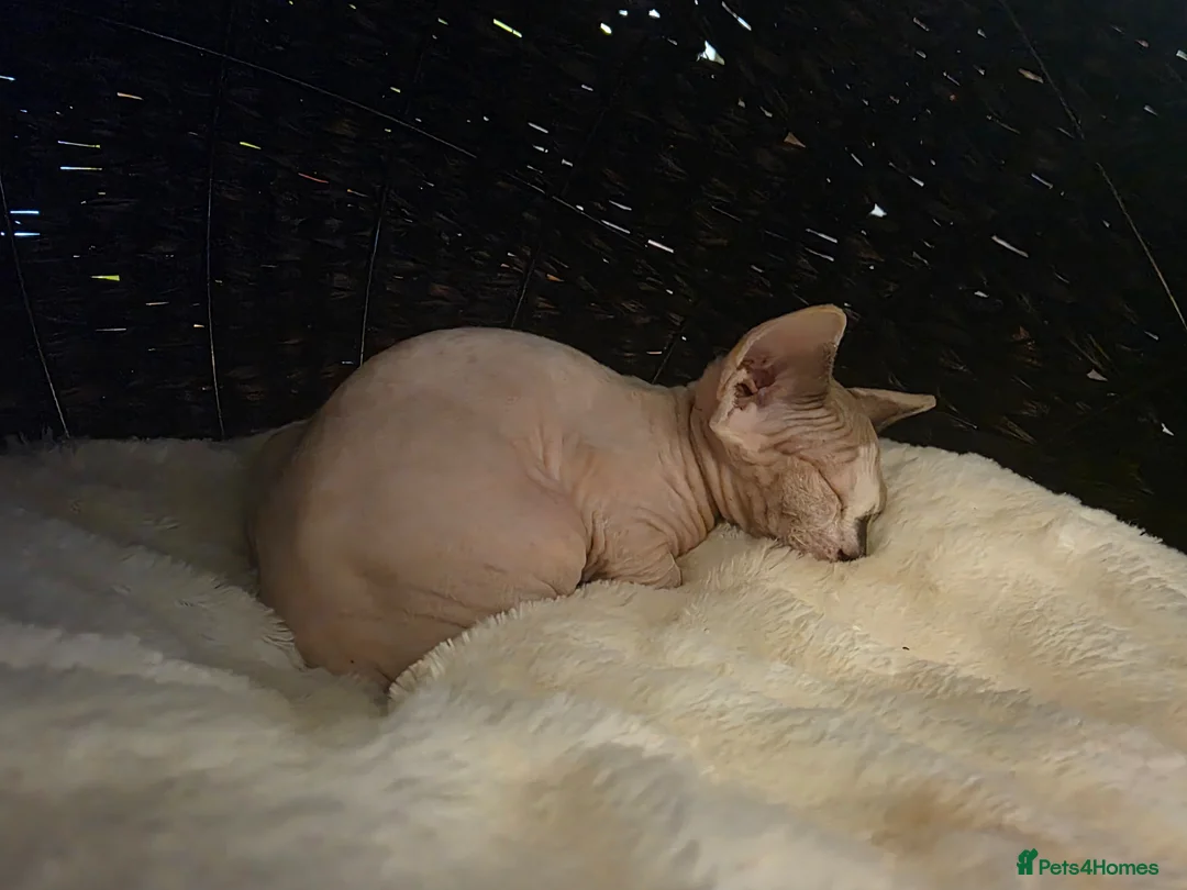 Sphynx cats for sale: Odd eyed pedigree sphynx kitten  Health Guarantee  - Advert 2