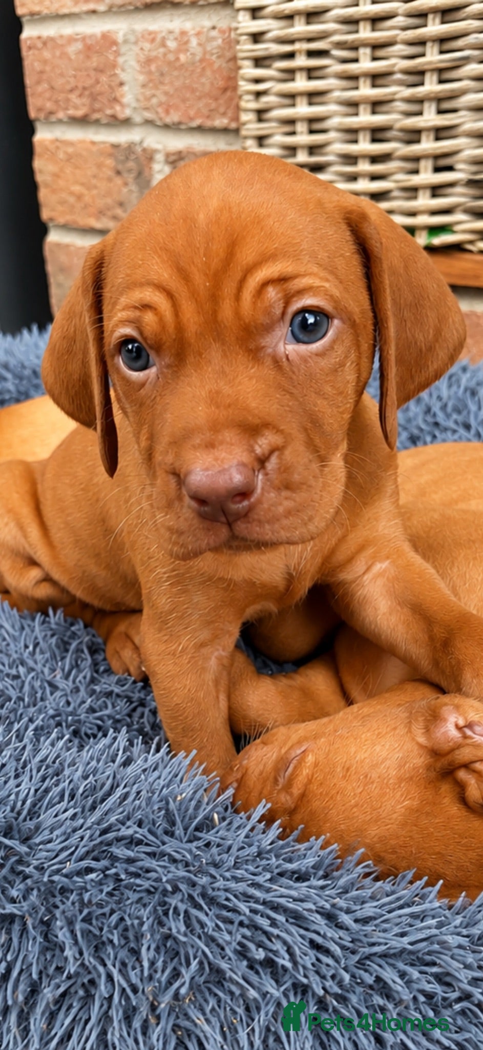 Hungarian Vizsla dogs 29th August collection.kC smooth Hungarian Vizslas - Advert 13