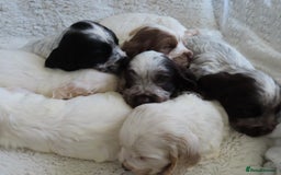Cocker Spaniel dogs for sale: ❤️‍🔥❤️‍🔥💥Show Type Cocker Spaniel Puppies - Advert 2