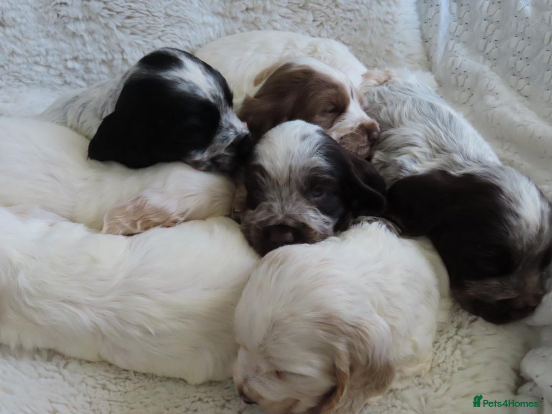 Cocker Spaniel dogs for sale: ❤️‍🔥❤️‍🔥💥Show Type Cocker Spaniel Puppies - Advert 2