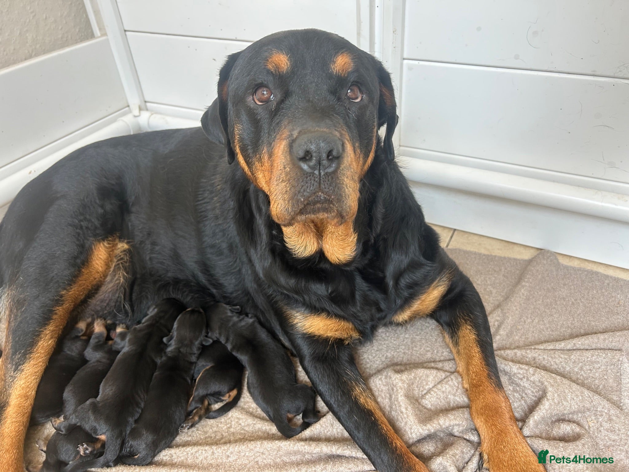 Rottweiler dogs Beautiful Rottweiler Pups  - Advert 1