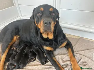 Rottweiler dogs Beautiful Rottweiler Pups - Advert 3