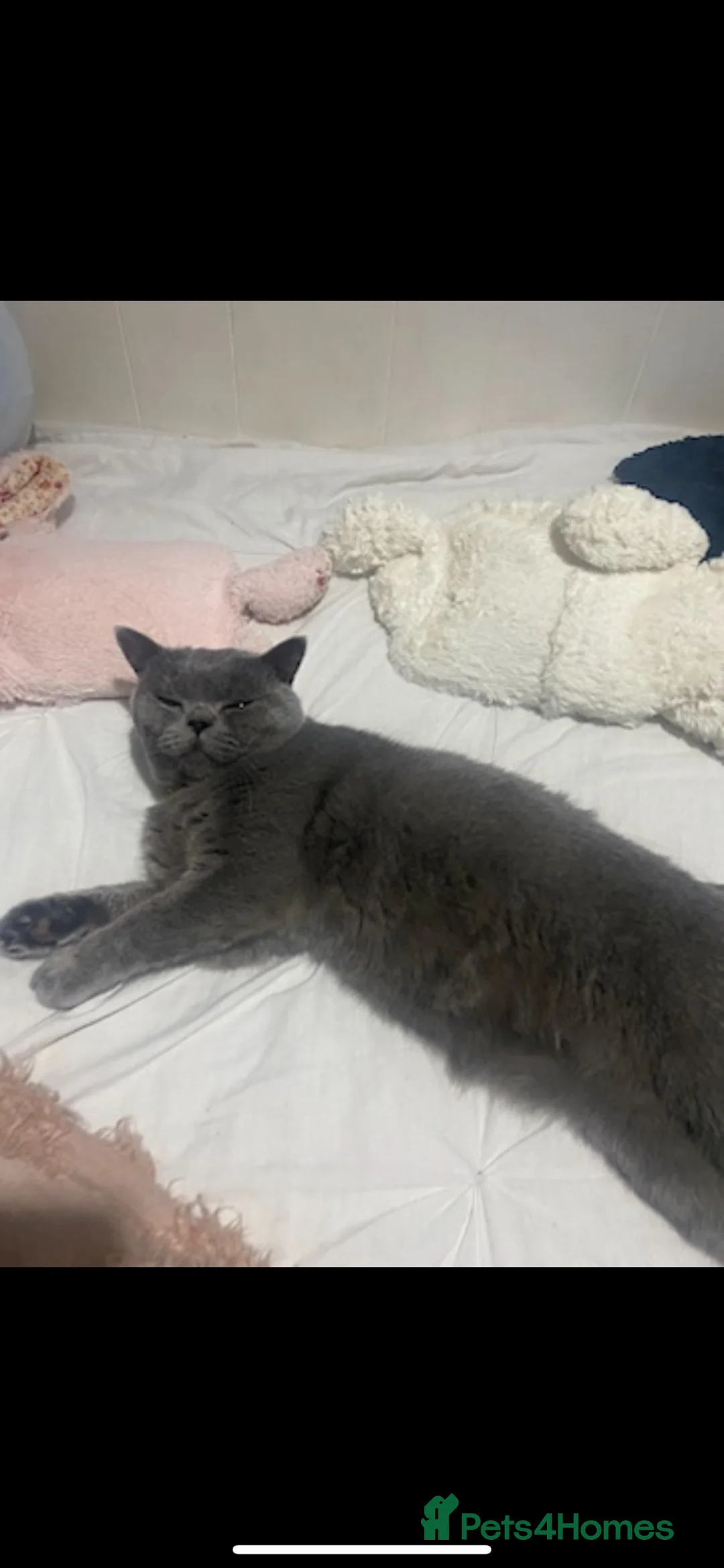 British Shorthair cats for sale: Grey British shorthair adult cat in Blackburn - Advert 4