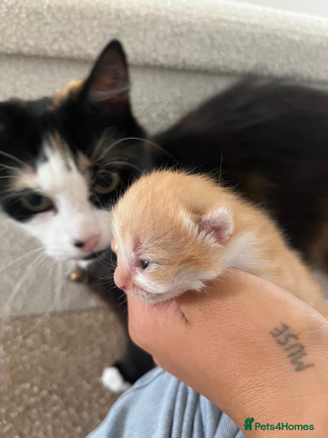 Domestic Shorthair cats for sale: Ginger kittens for sale - Image 2