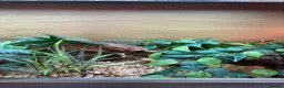 Corn Snake reptiles for sale: Anery corn snake with full enclosure  - Advert 4