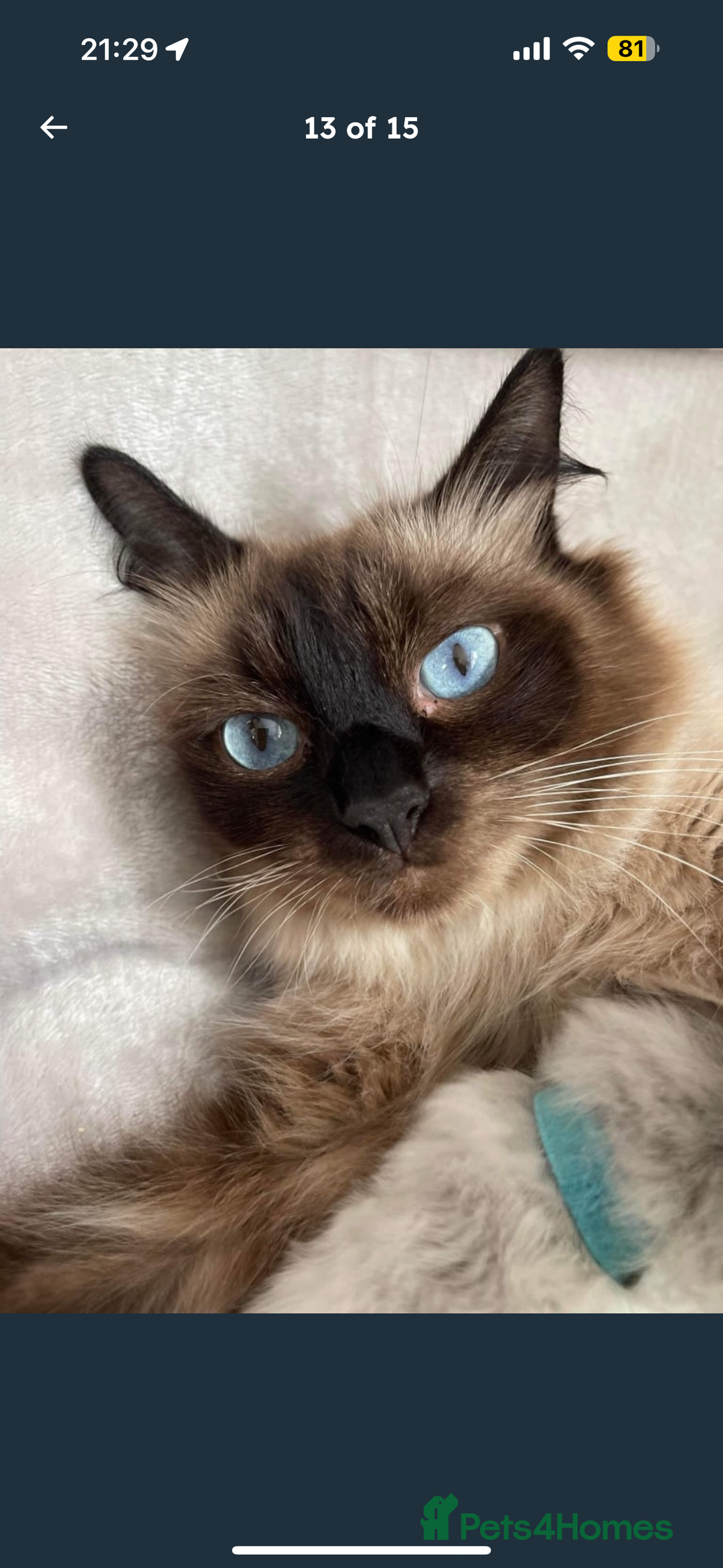Ragdoll cats for sale: 4 stunning seal point ragdoll boys  - Image 21