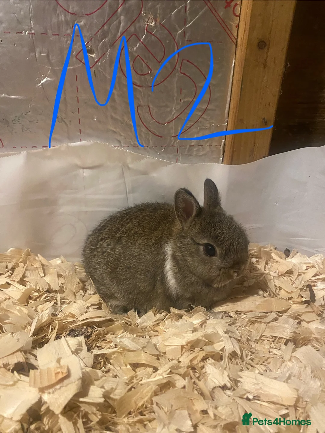 Netherland Dwarf rabbits for sale: Pure netherland dwarf babies - Advert 8