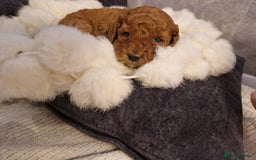 Cockapoo dogs for sale: Stunning litter of Fox red miniature Cockapoo's  - Image 11