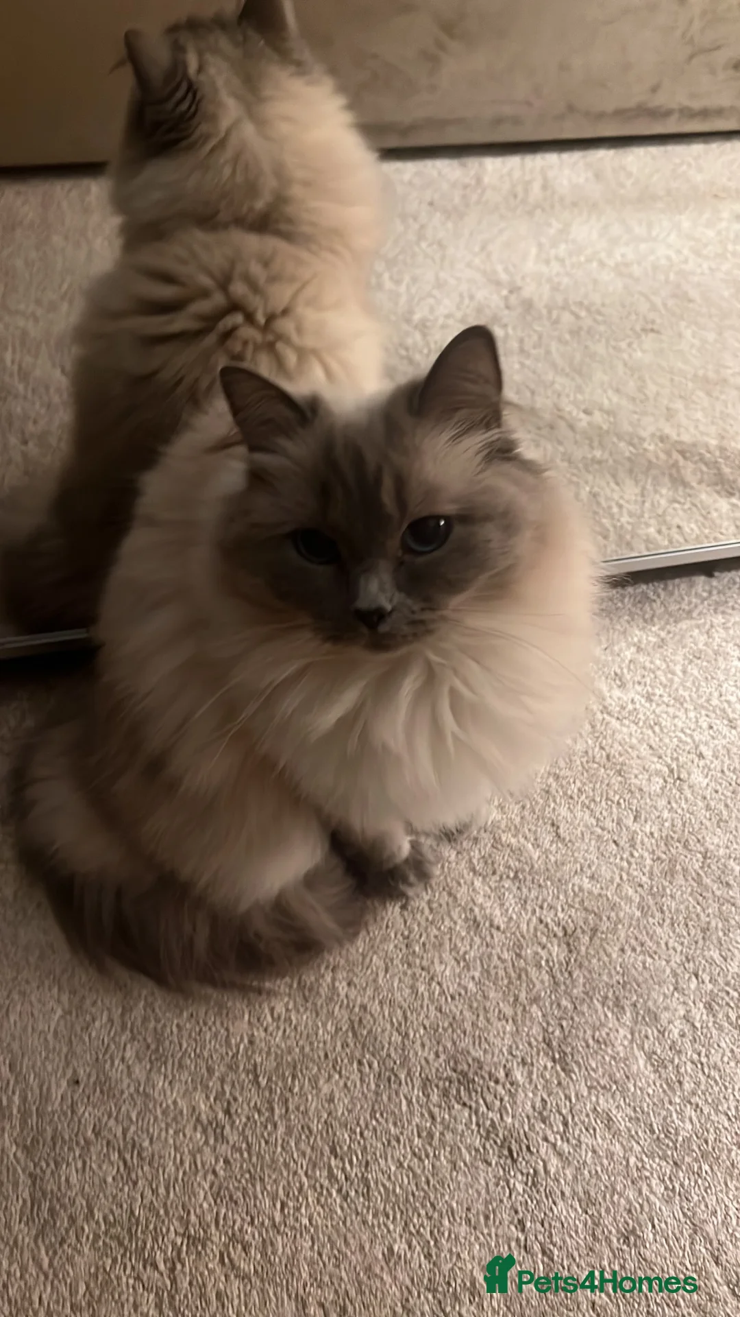 Ragdoll cats for sale: Ragdoll blue point  - Advert 4