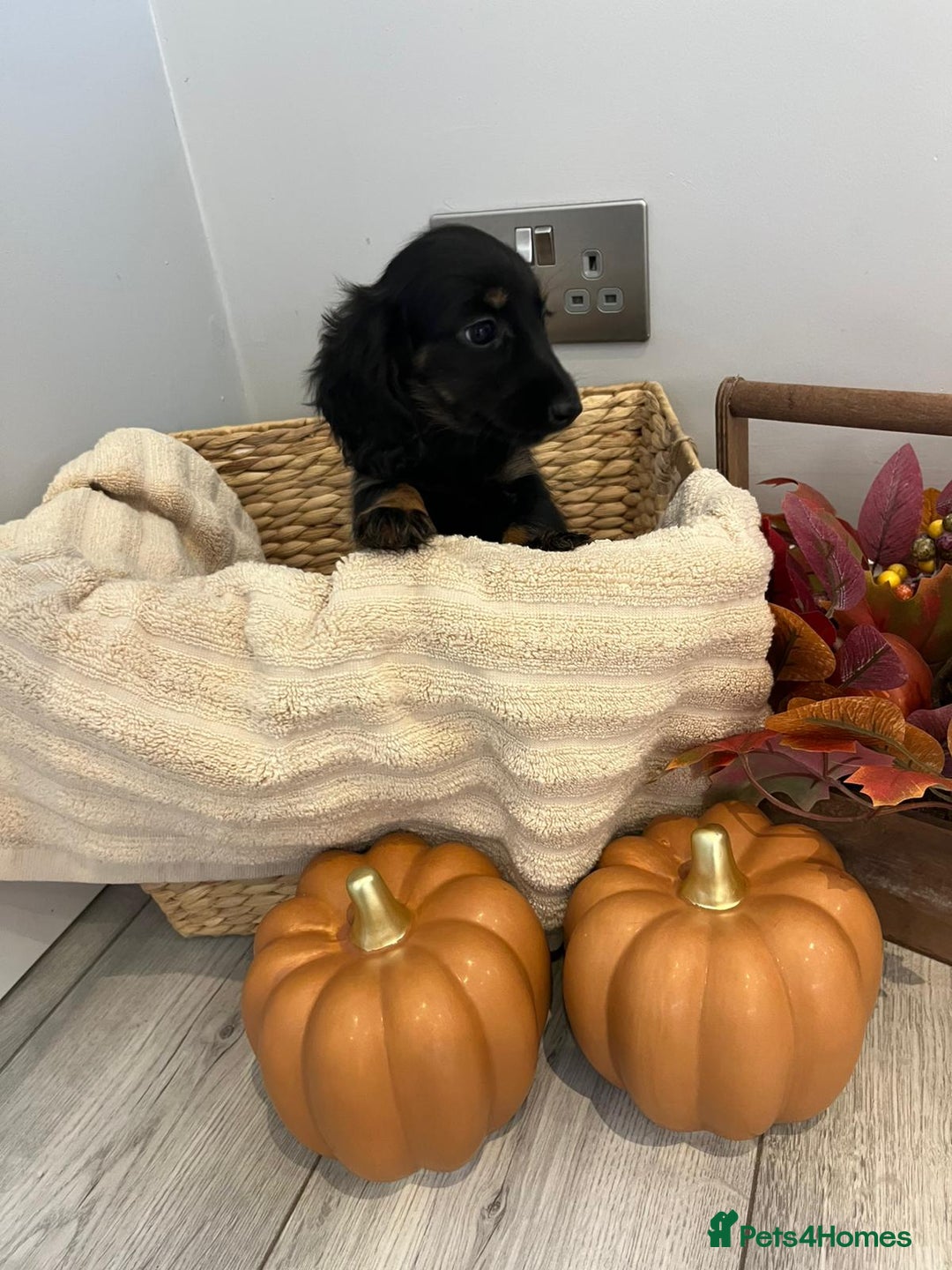 Miniature Dachshund dogs for sale: Beautiful miniature dachshund puppies  - Image 19