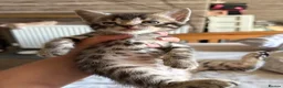 Mixed Breed cats for sale: Mixed Bengal/savanna  in Bradford - Advert 9