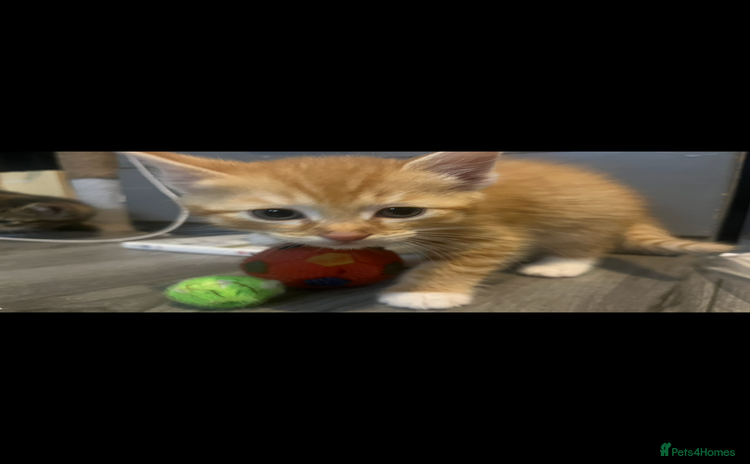 Mixed Breed cats - Advert 2