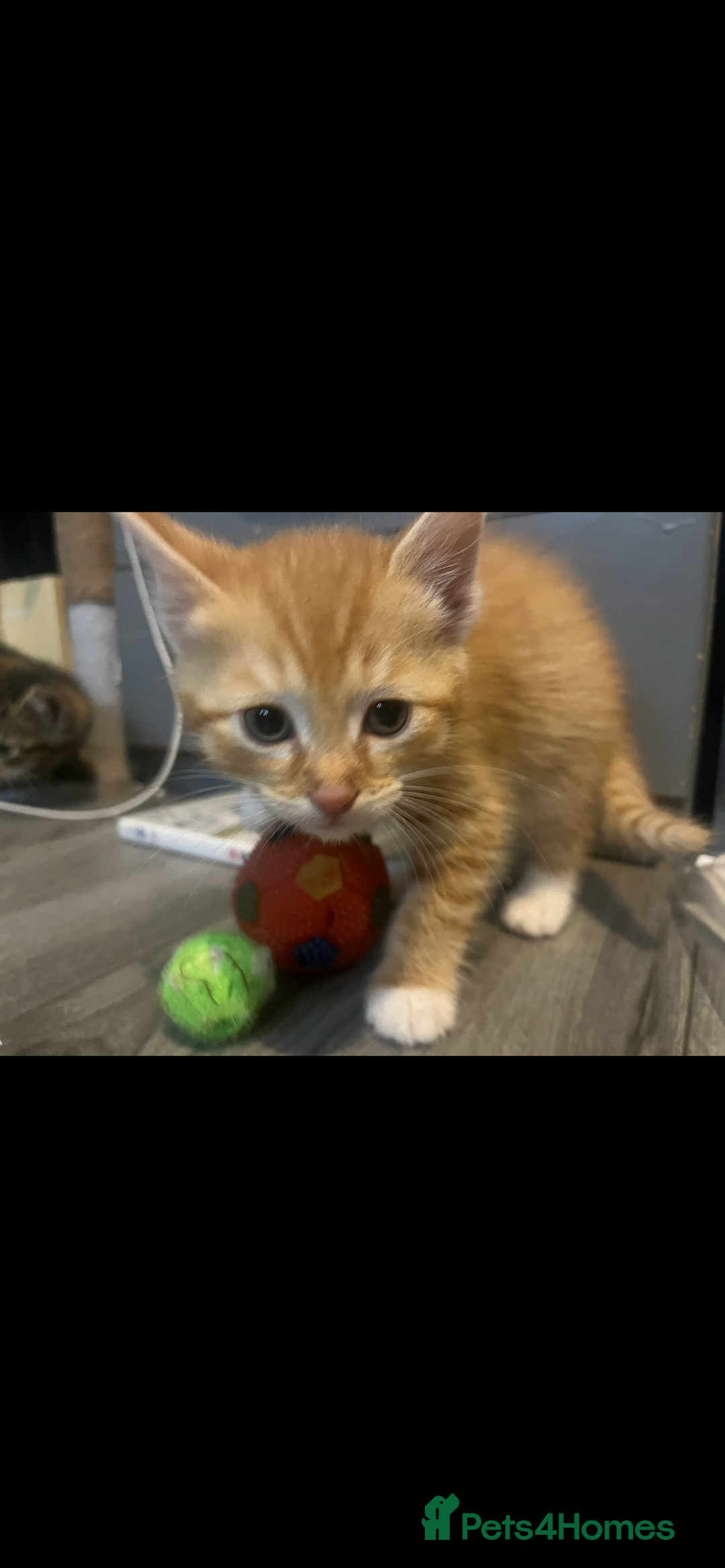 Mixed Breed cats for sale: Kittens for sale  - Image 1