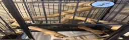 Ringnecks birds for sale: Alexandrine Ringneck - Advert 6