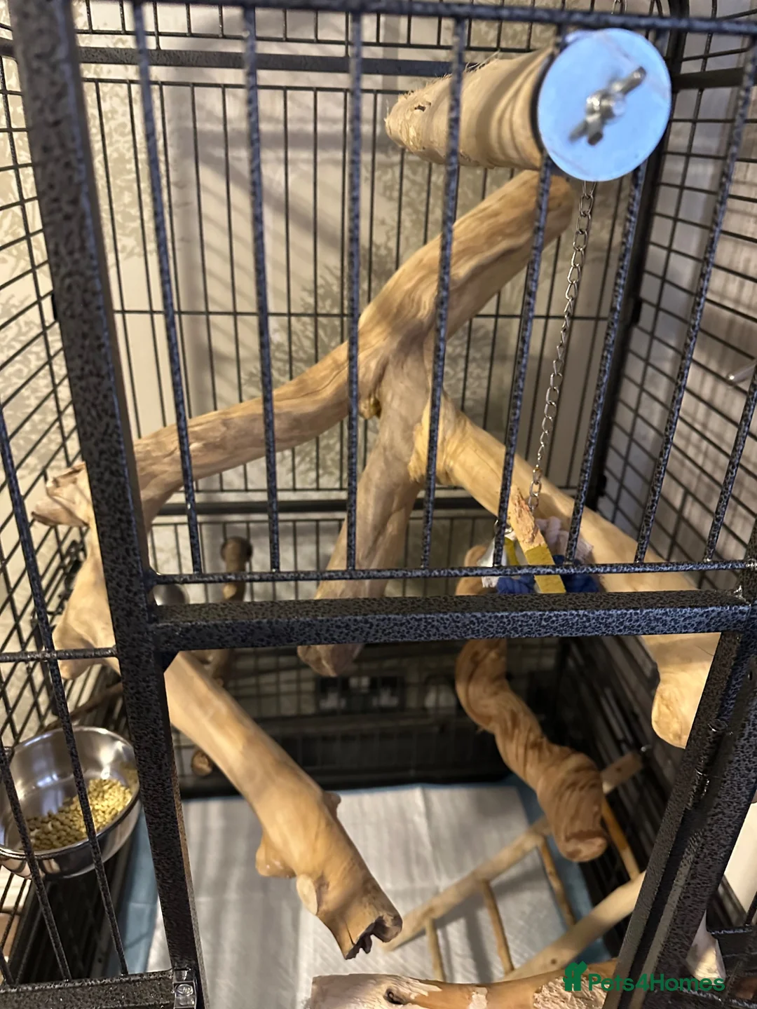Ringnecks birds for sale: Alexandrine Ringneck - Advert 6
